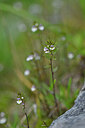BUITEN BEELD Foto: 445516