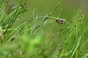 BUITEN BEELD Foto: 445517