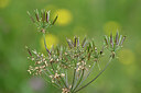 BUITEN BEELD Foto: 445524