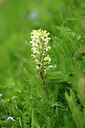 BUITEN BEELD Foto: 445526