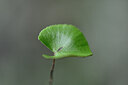 BUITEN BEELD Foto: 445528