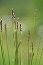 BUITEN BEELD Foto: 445534