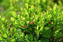 BUITEN BEELD Foto: 445537