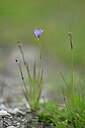 BUITEN BEELD Foto: 445542