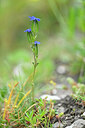 BUITEN BEELD Foto: 445544