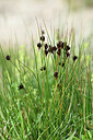 BUITEN BEELD Foto: 445565
