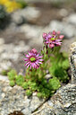 BUITEN BEELD Foto: 445567