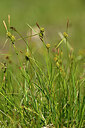 BUITEN BEELD Foto: 445584
