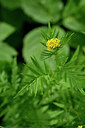 BUITEN BEELD Foto: 445585