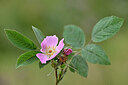 BUITEN BEELD Foto: 445587