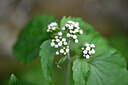 BUITEN BEELD Foto: 445601
