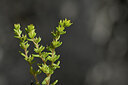 BUITEN BEELD Foto: 445607