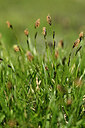 BUITEN BEELD Foto: 445610