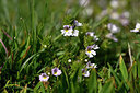 BUITEN BEELD Foto: 445617