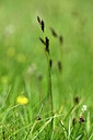 BUITEN BEELD Foto: 445621
