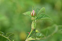 BUITEN BEELD Foto: 445624