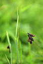 BUITEN BEELD Foto: 445629