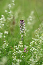 BUITEN BEELD Foto: 445636
