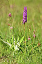 BUITEN BEELD Foto: 445639