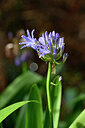 BUITEN BEELD Foto: 445651