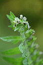 BUITEN BEELD Foto: 445654