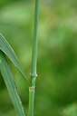 BUITEN BEELD Foto: 445658