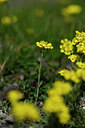BUITEN BEELD Foto: 445663