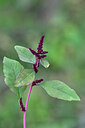 BUITEN BEELD Foto: 445667
