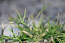BUITEN BEELD Foto: 445677