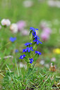 BUITEN BEELD Foto: 445679