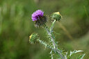 BUITEN BEELD Foto: 445683