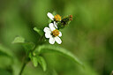 BUITEN BEELD Foto: 445688