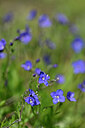 BUITEN BEELD Foto: 445690