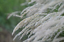 BUITEN BEELD Foto: 445700