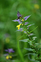 BUITEN BEELD Foto: 445704