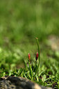 BUITEN BEELD Foto: 445717