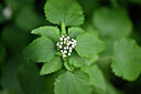 BUITEN BEELD Foto: 445724