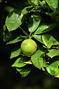 BUITEN BEELD Foto: 445729