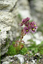 BUITEN BEELD Foto: 445741