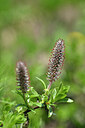 BUITEN BEELD Foto: 445748