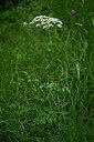BUITEN BEELD Foto: 445774