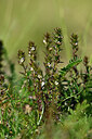 BUITEN BEELD Foto: 445788