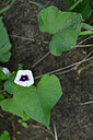 BUITEN BEELD Foto: 445808