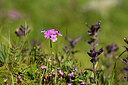 BUITEN BEELD Foto: 445816