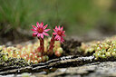 BUITEN BEELD Foto: 445822