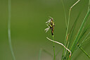 BUITEN BEELD Foto: 445824