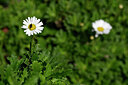 BUITEN BEELD Foto: 445835