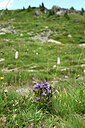 BUITEN BEELD Foto: 445840