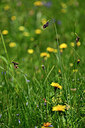 BUITEN BEELD Foto: 445845