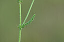 BUITEN BEELD Foto: 445855